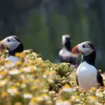 Puffins in Iceland