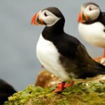 Puffins as seen on the Exclusive Whale & Puffin Safari.