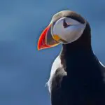 A close up of a puffin