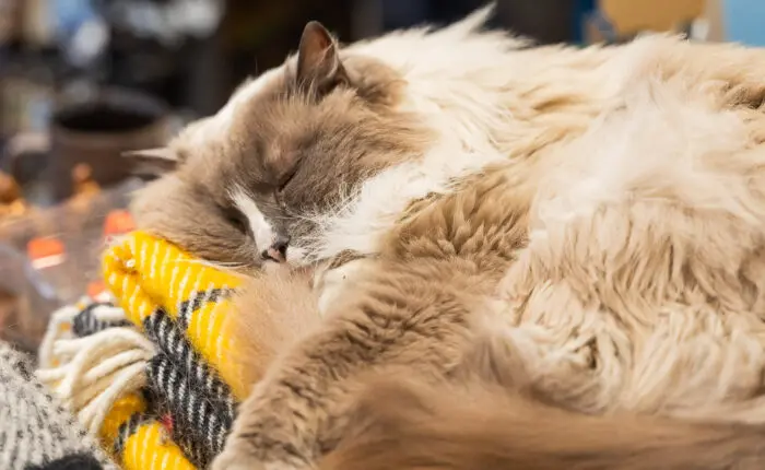 Its soft fur gently puffs around its body as it naps, with a content expression on its face
