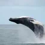 A whale spotted on the Whale Watching & Horseback Ride experience