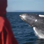 A sighting of a beautiful whale leaping out of the water, showcasing the thrill of the Whales & Whitewater Rafting Combo experience