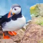 A puffin with blue sea in the background