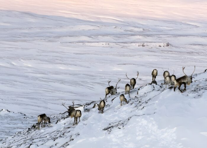 A group of reindeer climbs a snowy ridge, with a broad white valley stretching into the distance behind them.